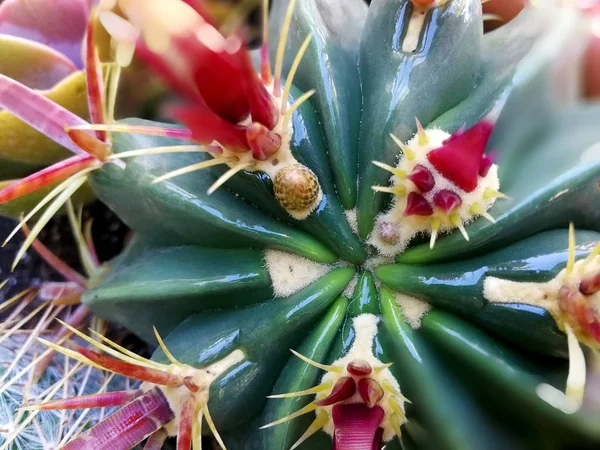 Cactus Naturale Con Spine Rosse — Foto Stock