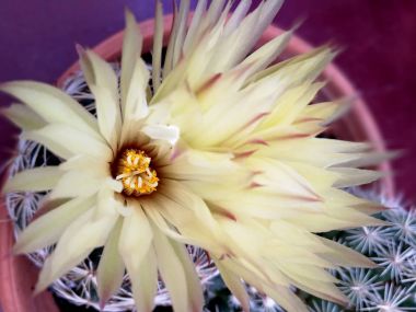 Güzel kaktüs çiçek pot