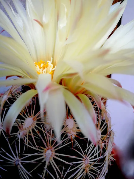 Bloemblaadjes Van Prachtige Dahlia — Stockfoto