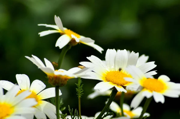 배경에 우아한 데이지 — 스톡 사진