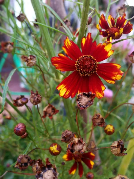 Büyük, zarif Papatya bahçesinde