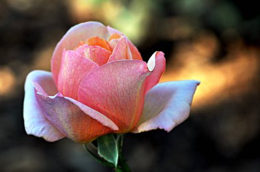 Rose Garden ön plan tam güneş