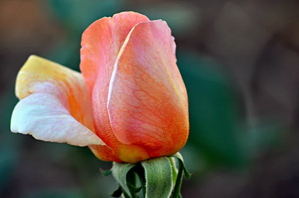 Rose Garden ön plan tam güneş