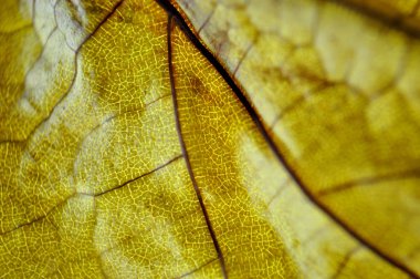 sonbahar yaprak mum ışığında makro içinde senin nerviations düşmüş