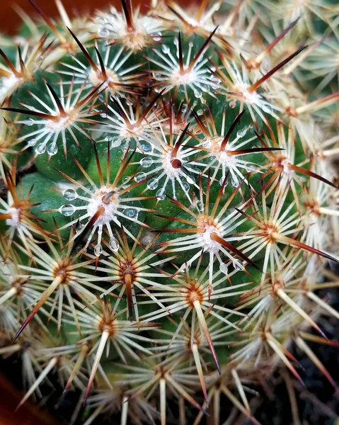 Espinas Cactus Con Gotas Día Lluvioso —  Fotos de Stock