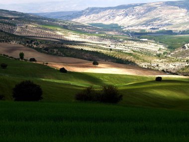 Yeşil alan os bahar ve düzensiz sunbeam