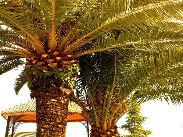 Palm Tree Pełnym Słońcu — Zdjęcie stockowe