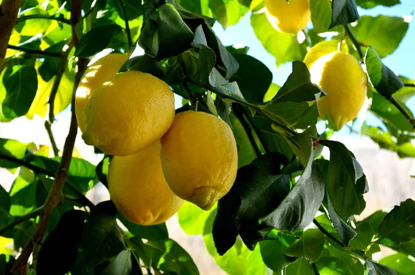 Limones Naturales Rama — Foto de Stock