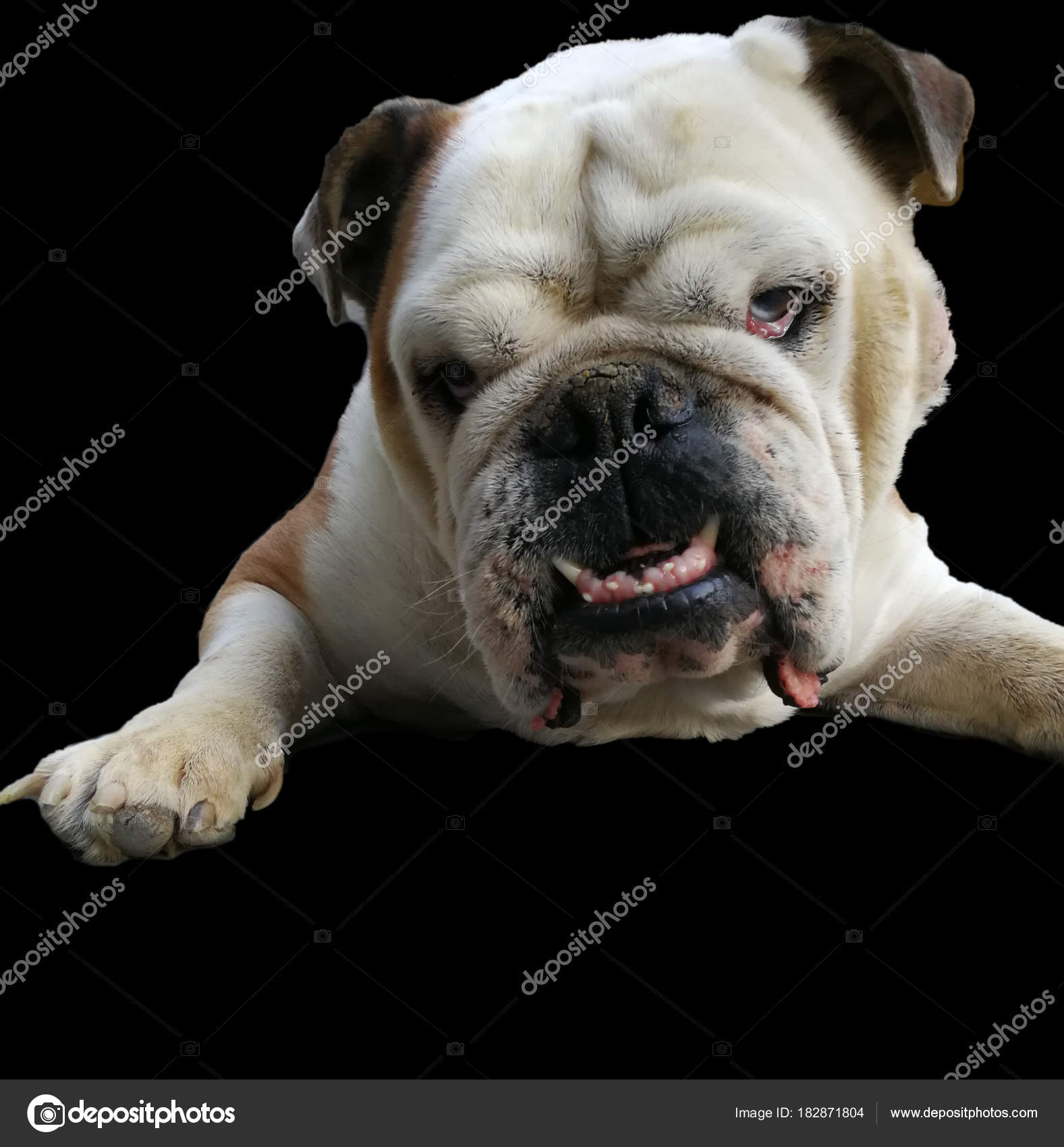 Bulldog Inglês Preto Stock Photo Eskaparate 182871804
