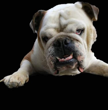 İngilizce bulldog siyah