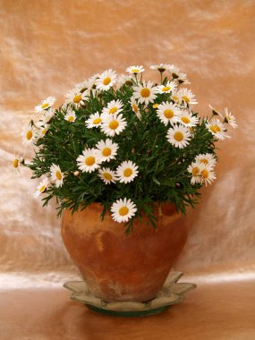 bir pot zarif papatyalar