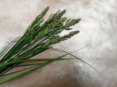 Çim tohumları üzerinde soyut ile demet