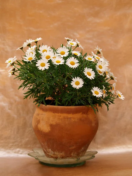 Margaritas Elegantes Una Olla — Foto de Stock