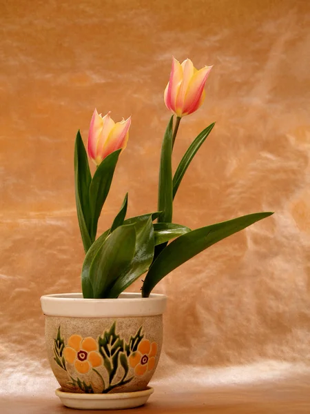 Dos Elegantes Tulipanes Maceta — Foto de Stock