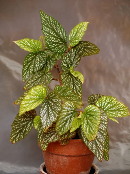 Green plant on clay pot