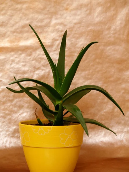 Aloe Vera Maceta Amarilla —  Fotos de Stock