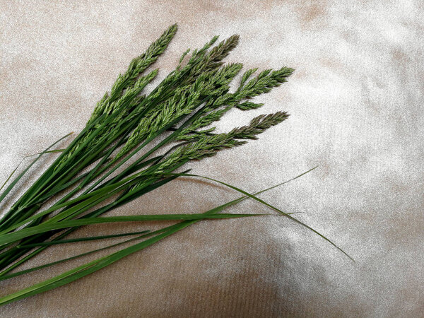 bunch of grass with seeds on abstract