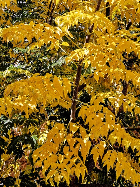 Yellow Leafy Trees November — 스톡 사진