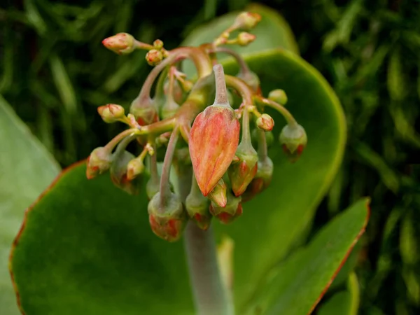 Fiore Piante Grasse Giardino — Foto Stock