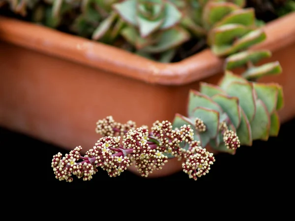 Weiße Blüten Von Sukkulenten Garten — Stockfoto