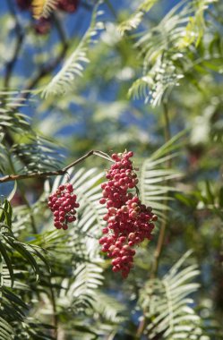 Kırmızı meyveli biber.