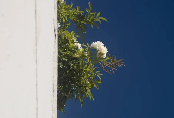 Branco Pequenas Flores Rosa Céu Escuro Azul — Fotografia de Stock