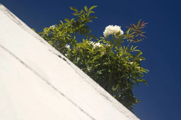 Witte Kleine Roos Bloemen Blauwe Donkere Hemel — Stockfoto