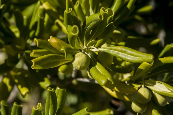 Privet Giapponese Con Frutta Maturazione Foglie Luminose — Foto Stock