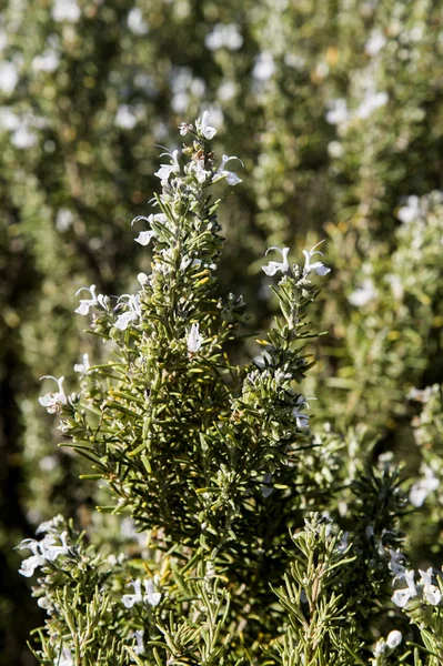 Arbusto Alecrim Florido Pleno Sol — Fotografia de Stock