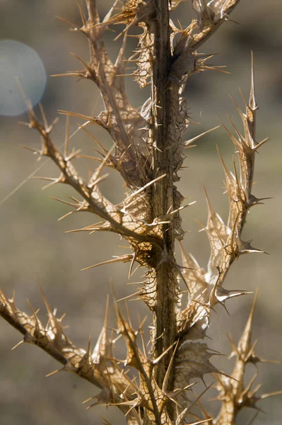 Dornen Stamm Einer Trockenen Distel — Stockfoto