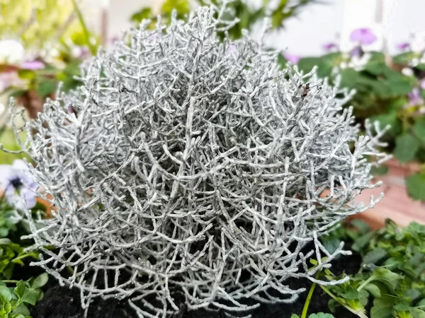 Yastık kılları, bahçede leucophyta.