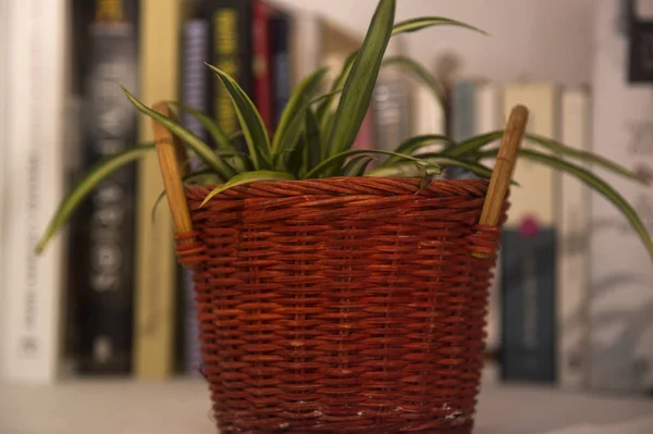 Cesta Com Planta Prateleira Livros — Fotografia de Stock