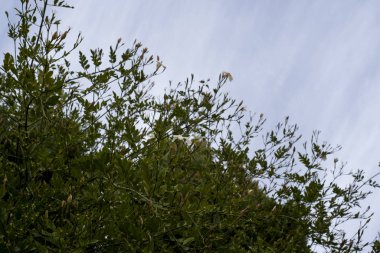 yeşil yapraklar ve yasemin çiçekleri bahçede soyut kavram üzerine