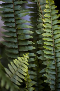 yeşil eğreltiotu yaprakları bahçede