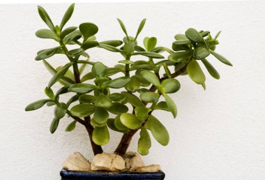 Beyaz arka planda sulu yeşil sarmaşık bitkisi