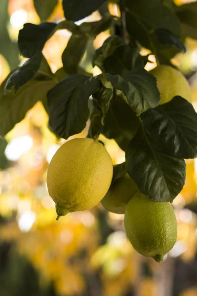 Limones Amarillos Maduros Rama — Foto de Stock