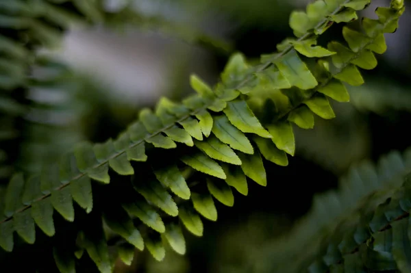 Groene Varen Bladeren Tuin — Stockfoto