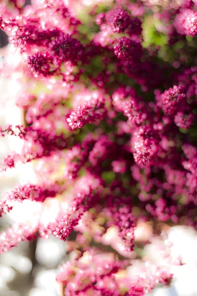 Heather Flower Bouquet Blurry Effect Garden — Stock Photo, Image