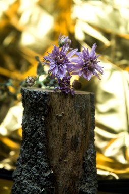 Kasımpatı altın arka planda bir kütüğe kayar.