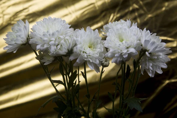 Белые Хризантемы Золотом Фоне — стоковое фото