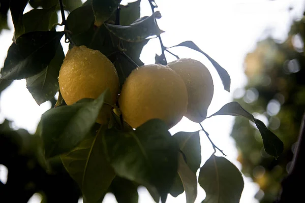 Racimos Limones Rama — Foto de Stock