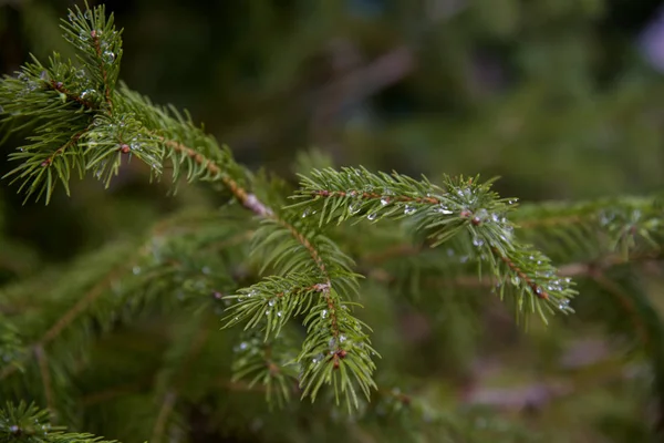 Fir Branches Drops Rain — Stock Photo, Image