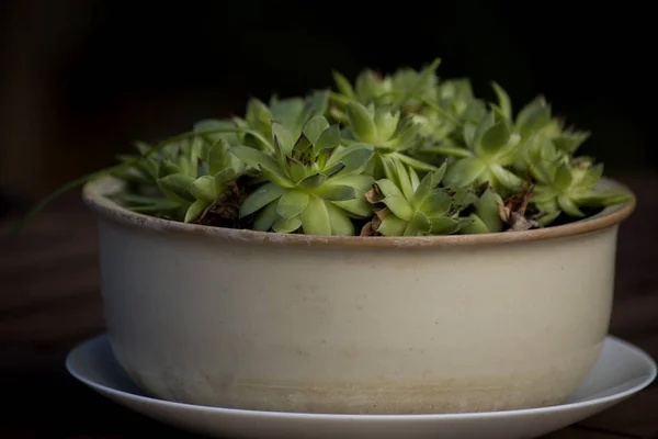 Elegante Pot Met Sappige Plant — Stockfoto