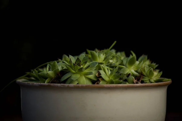 Pote Elegante Com Planta Suculenta — Fotografia de Stock