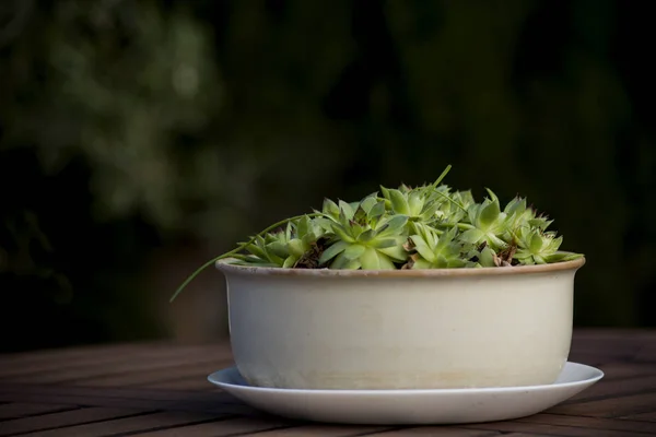 Elegant Pot Succulent Plant — Stock Photo, Image