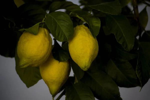 Espléndidos Limones Maduros Rama — Foto de Stock
