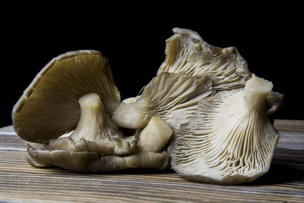 Freshly Harvested Oyster Mushrooms Pleurotus Ostreatus — Stock Photo, Image