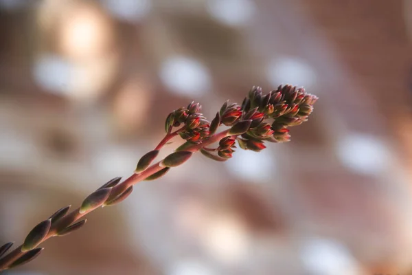 Fleurs Succulentes Délicates Sur Fond Bokeh Abstracta — Photo