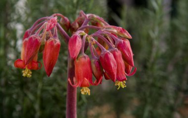 elegant and delicate succulents flowers