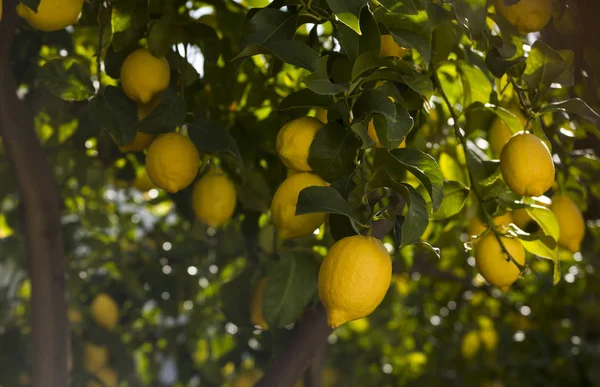 带有黄色成熟柠檬的柠檬树枝条 — 图库照片